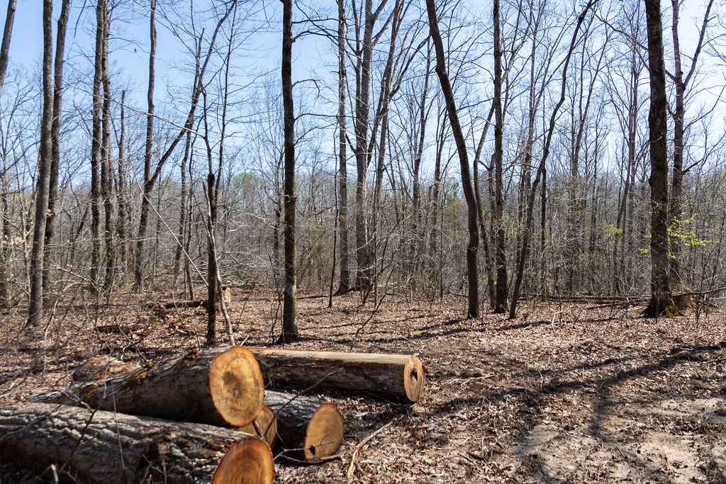 0 Highway 50 Centerville, TN 37033 - Photo 11 of 43 a view of backyard with tree