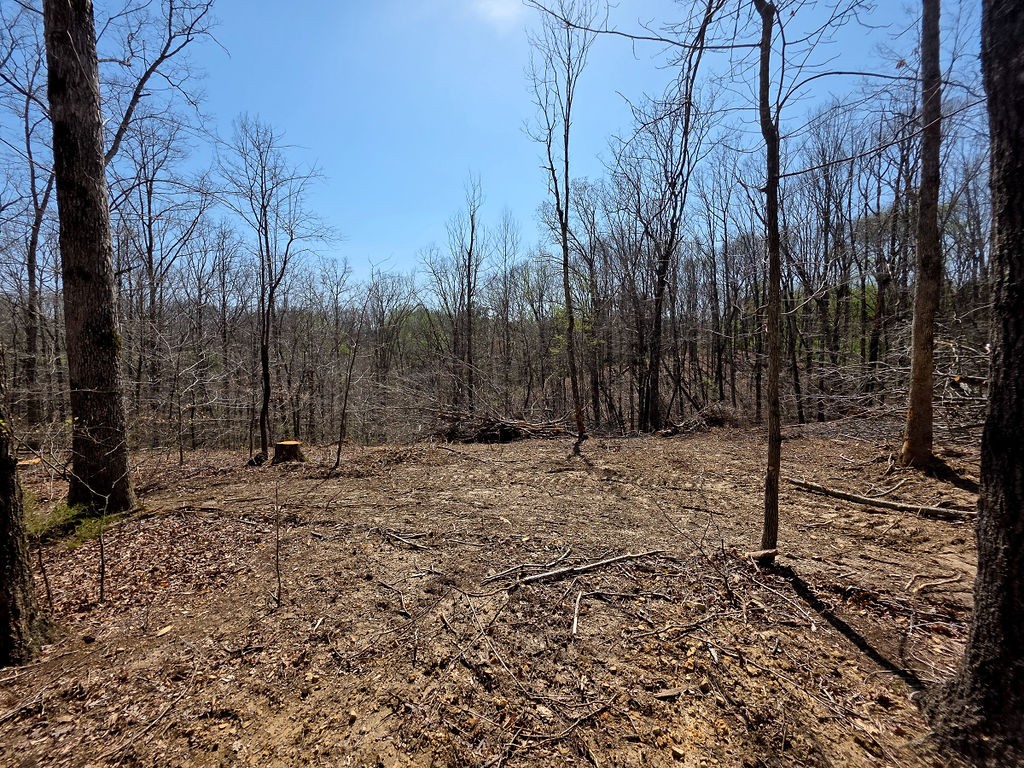 0 Highway 50 Centerville, TN 37033 - Photo 12 of 43 a view of a forest filled with trees