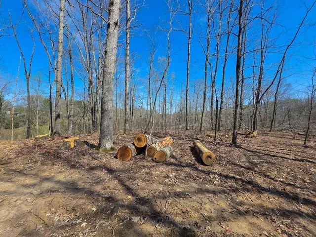 a view of a yard with a tree
