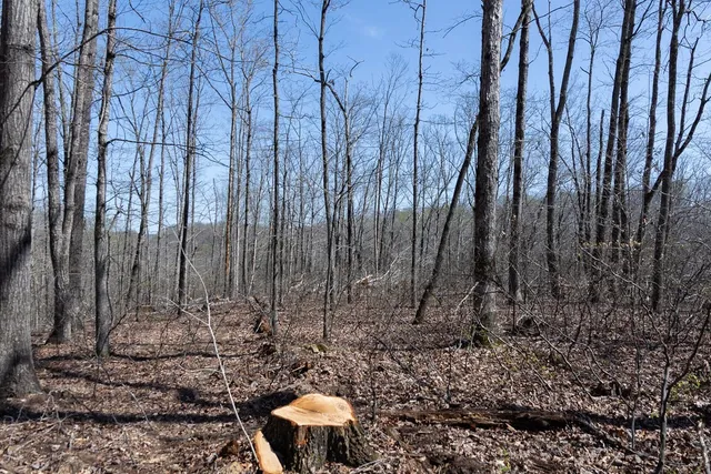 a view of a lake in middle of forest