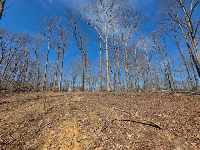 a view of a yard with trees