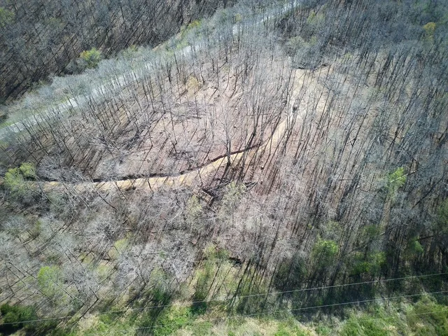 a view of a yard with plants and a tree