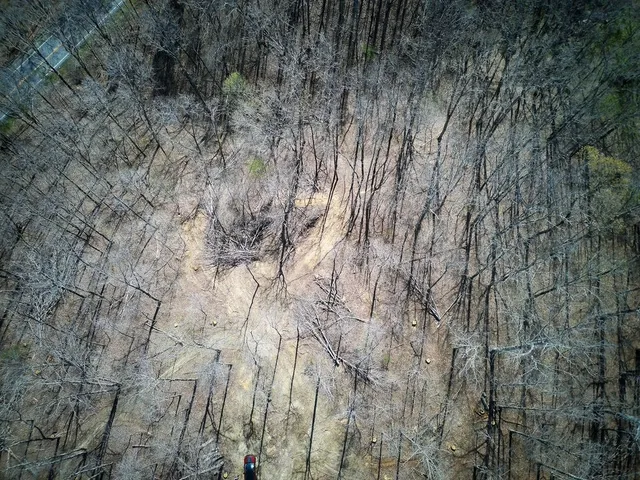 a view of a dry yard with trees all around