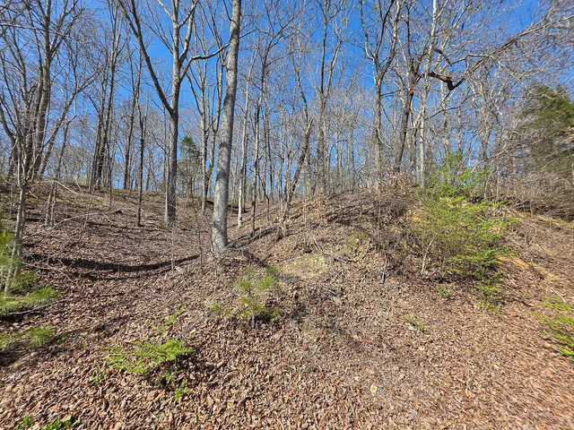 a view of a dry yard