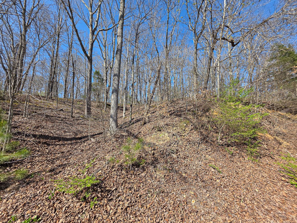 0 Highway 50 Centerville, TN 37033 - Photo 37 of 43 a view of a yard with trees