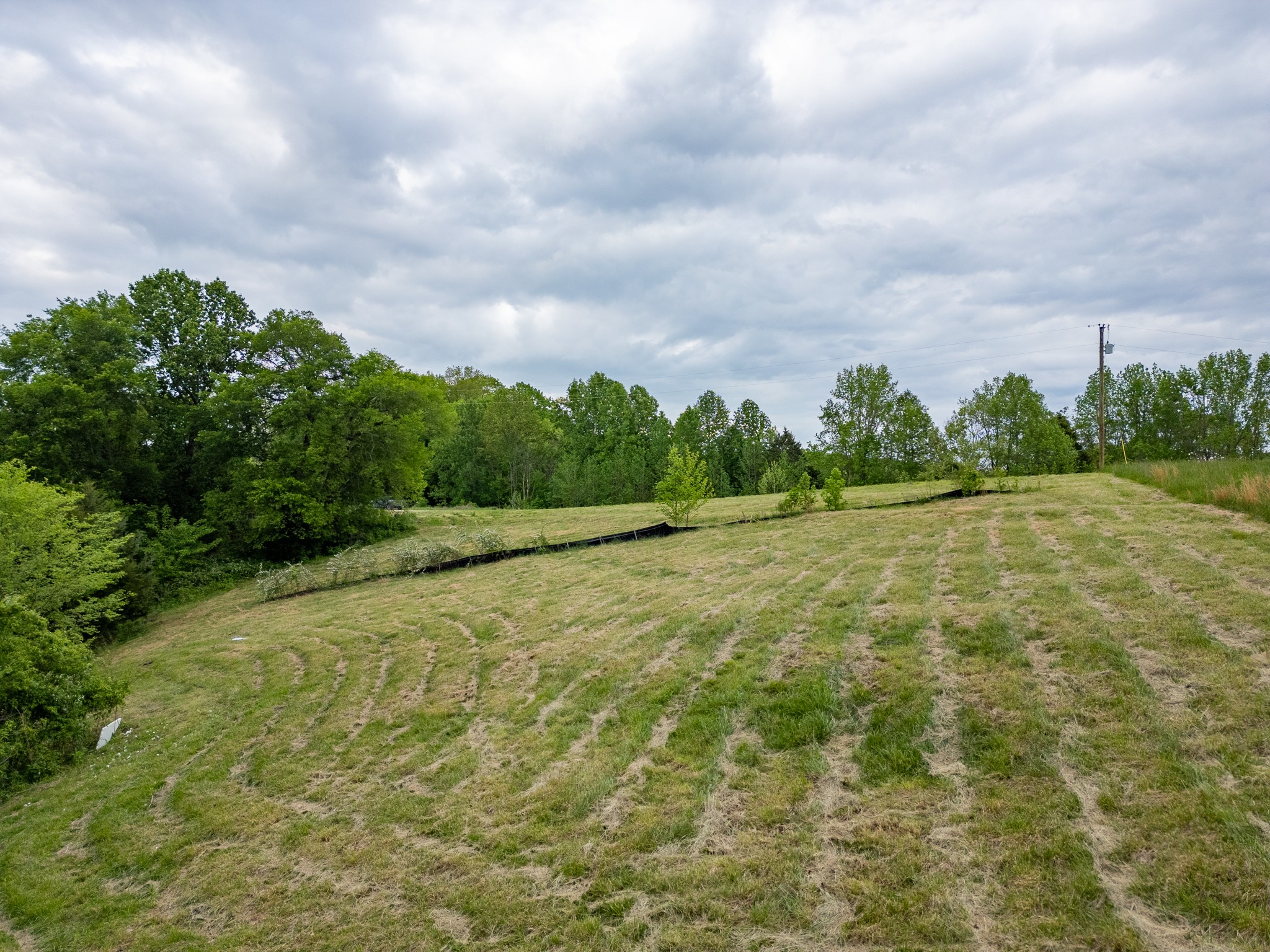 0 Lake Bluff Baxter, TN 38544 - Photo 23 of 23 a view of a big yard with plants and large trees