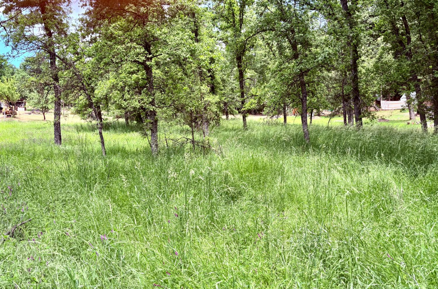 27289 Forrest Oak Road Pioneer, CA 95666 - Photo 4 of 5 a view of backyard with large trees