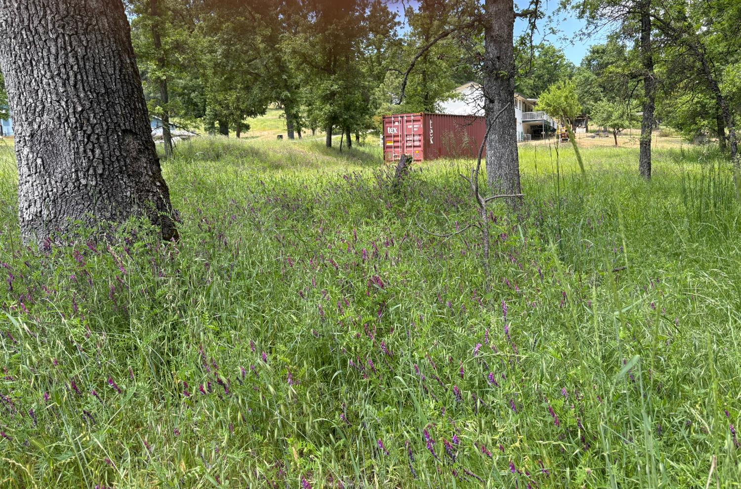 27289 Forrest Oak Road Pioneer, CA 95666 - Photo 5 of 5 a view of a yard with large trees