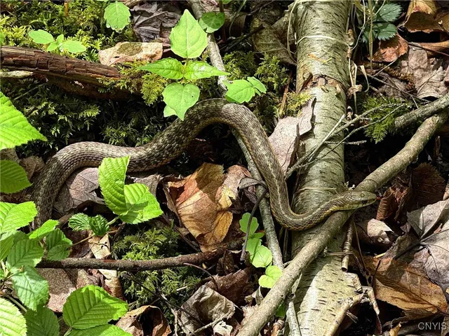 $175,000 | 3304 County Road 22, Cameron, NY 14820