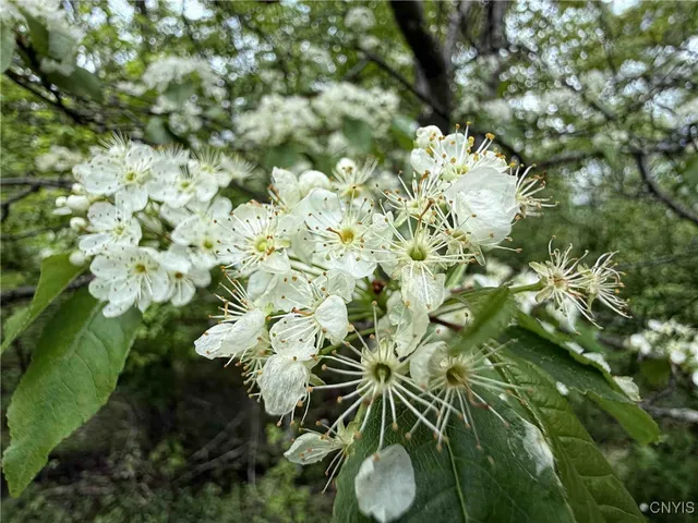 $175,000 | 3304 County Road 22, Cameron, NY 14820