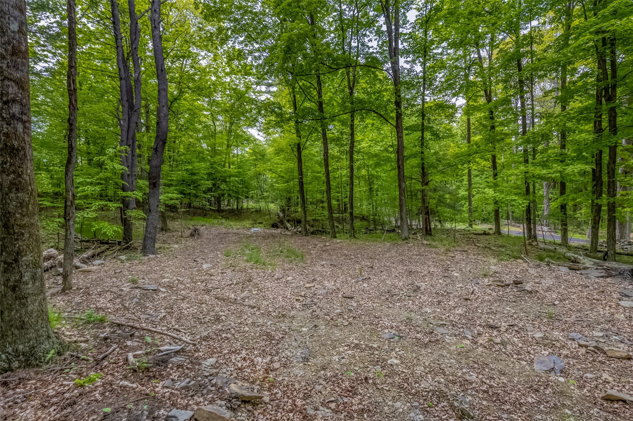 Mossy Hill Road Road Catskill, NY 12414 - Photo 3 of 11 View of tree filled area