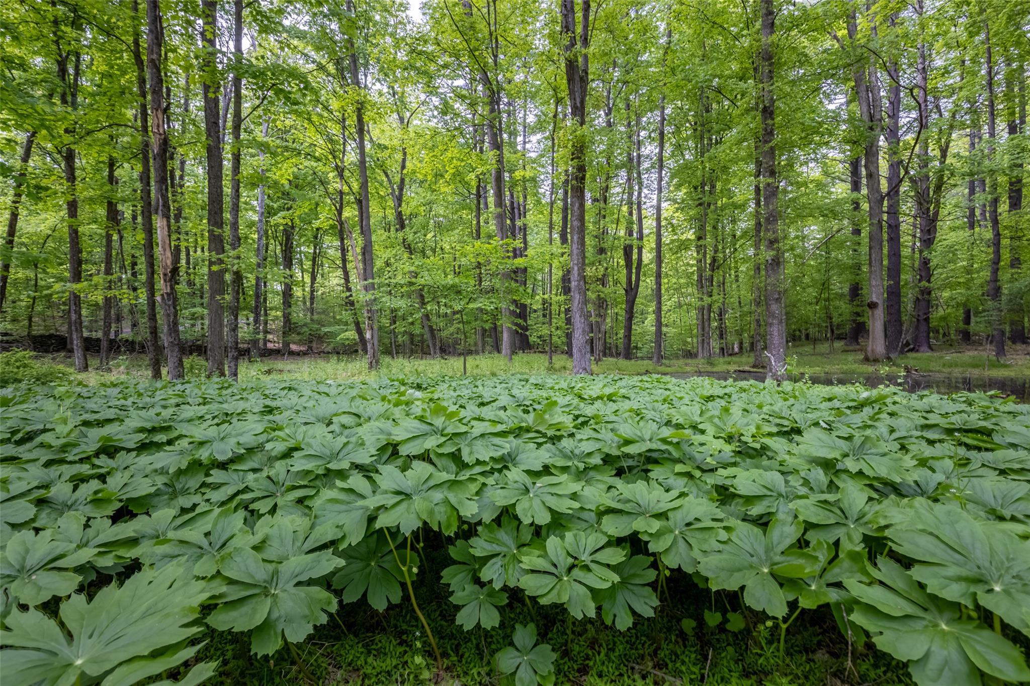 Mossy Hill Road Road Catskill, NY 12414 - Photo 4 of 11 View of woods