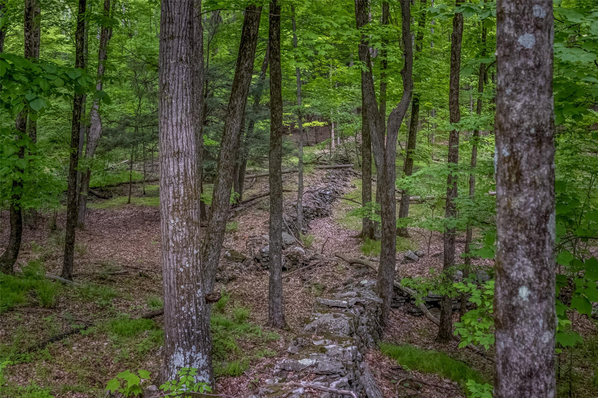 Mossy Hill Road Road Catskill, NY 12414 - Photo 6 of 11 View of wooded area