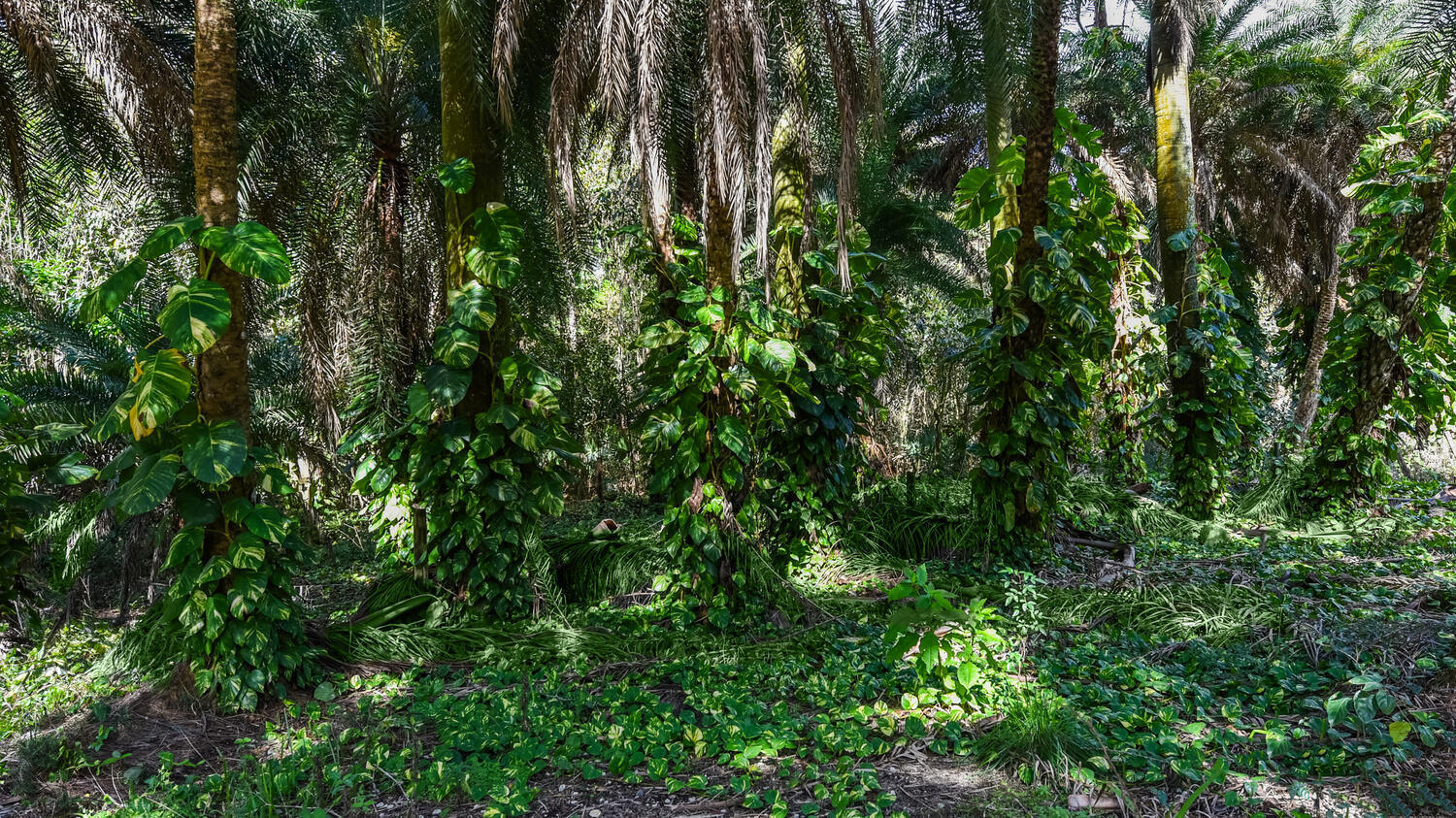 14344 N Road Loxahatchee Groves, FL 33470 - Photo 23 of 44 14344 N Rd Loxahatchee Groves-large-022-