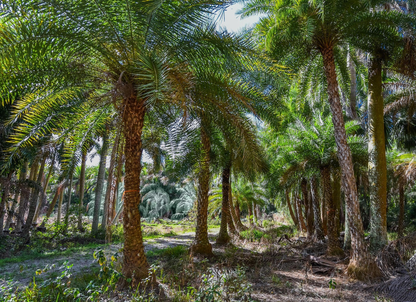 14344 N Road Loxahatchee Groves, FL 33470 - Photo 24 of 44 14344 N Rd Loxahatchee Groves-large-023-