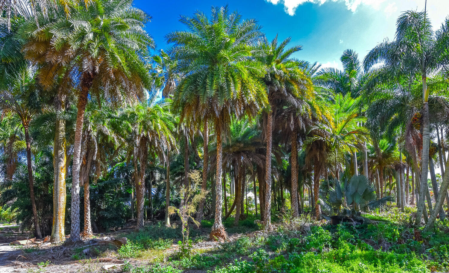 14344 N Road Loxahatchee Groves, FL 33470 - Photo 25 of 44 14344 N Rd Loxahatchee Groves-large-024-