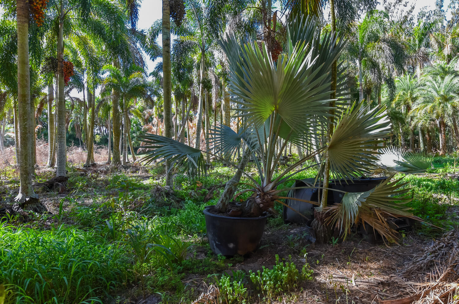 14344 N Road Loxahatchee Groves, FL 33470 - Photo 28 of 44 14344 N Rd Loxahatchee Groves-large-027-