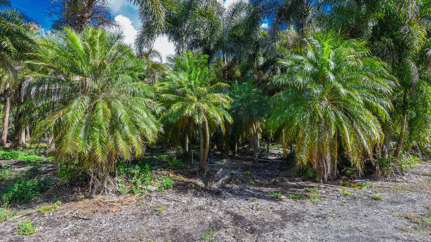14344 N Road Loxahatchee Groves, FL 33470 - Photo 35 of 44 14344 N Rd Loxahatchee Groves-large-034-