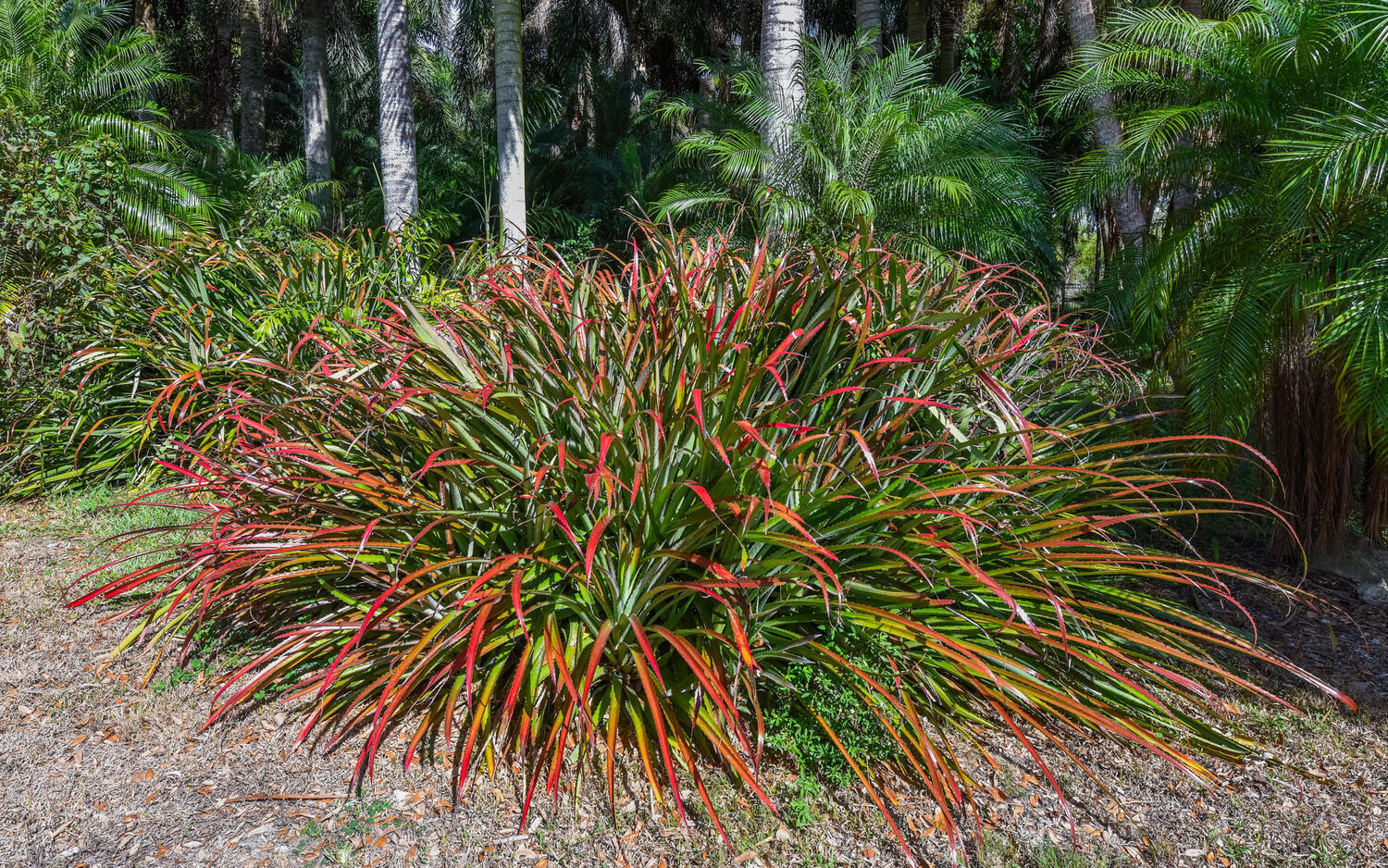 14344 N Road Loxahatchee Groves, FL 33470 - Photo 38 of 44 14344 N Rd Loxahatchee Groves-large-037-