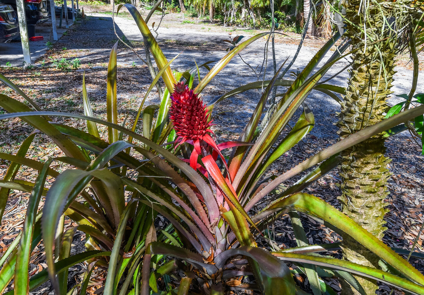 14344 N Road Loxahatchee Groves, FL 33470 - Photo 39 of 44 14344 N Rd Loxahatchee Groves-large-038-