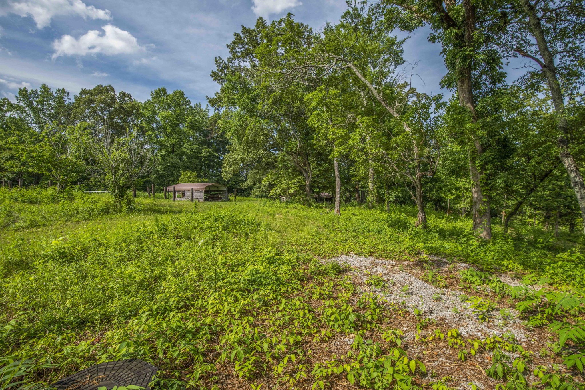 1455 Kiser Road Philadelphia, TN 37846 - Photo 33 of 40 a big yard with lots of green space and plants