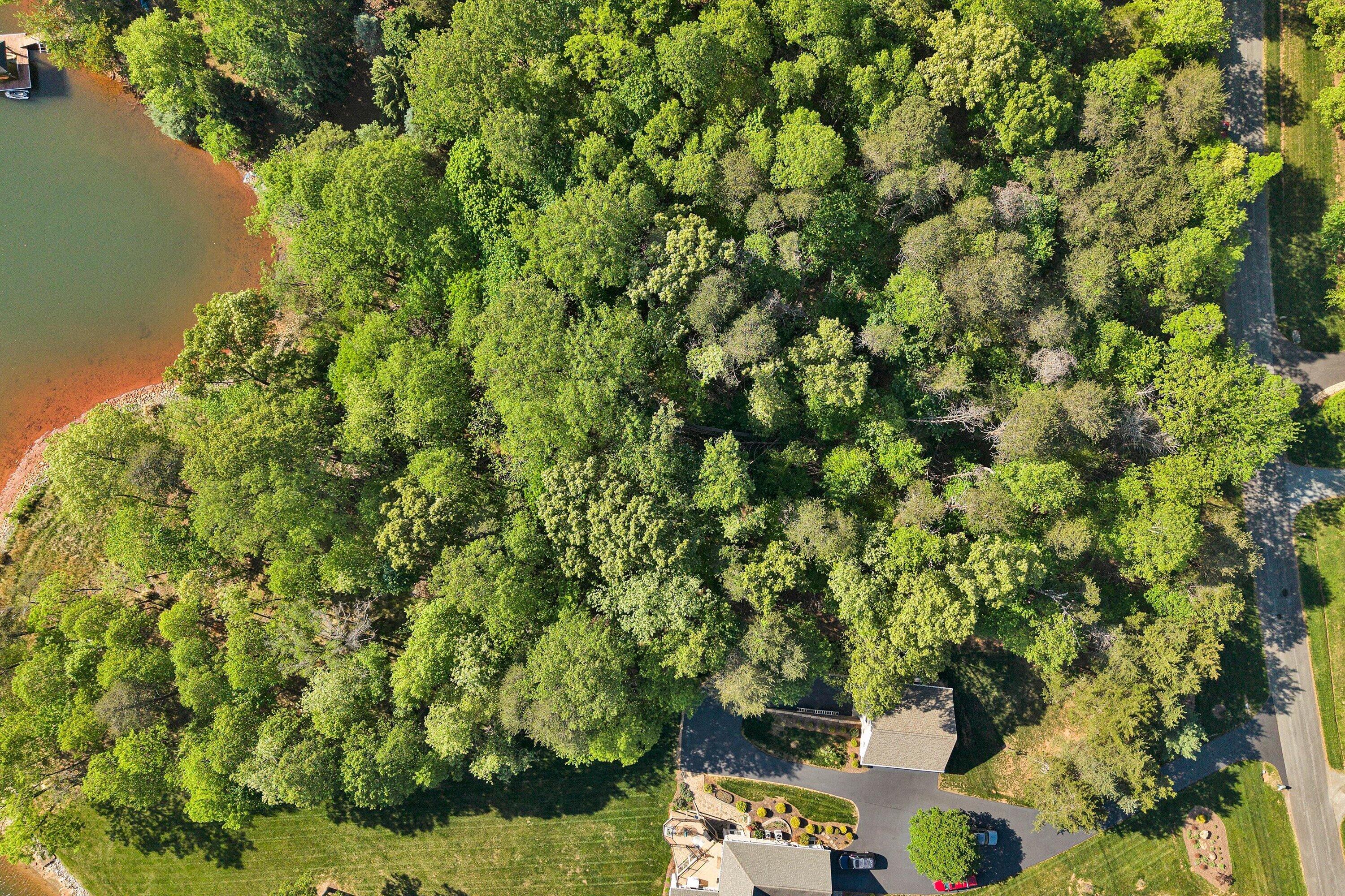 Lot 4 Quarter Point Road Wirtz, VA 24184 - Photo 7 of 7 a view of a lush green forest with lots of trees