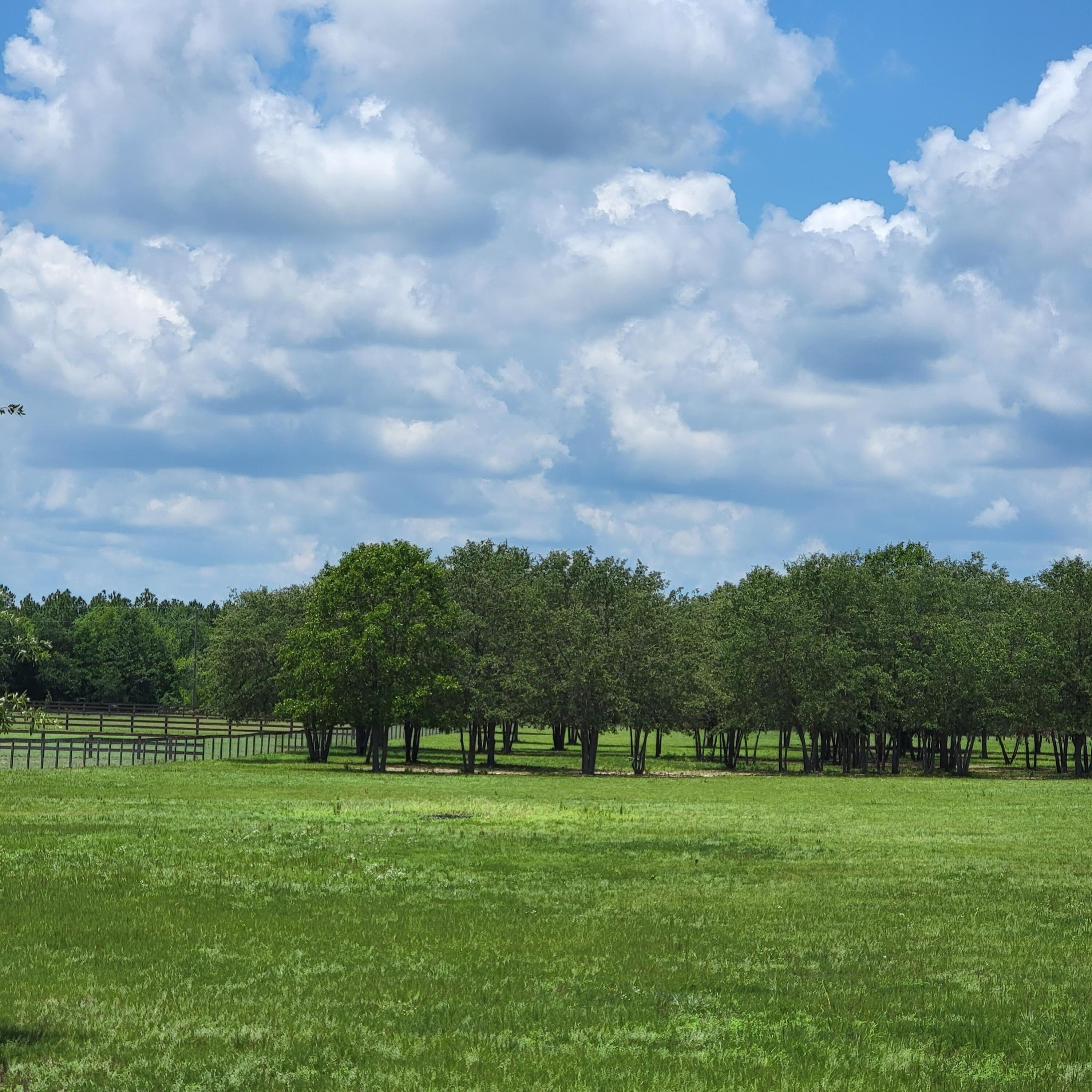 0 Riker Trail Windsor, SC 29856 - Photo 4 of 21
