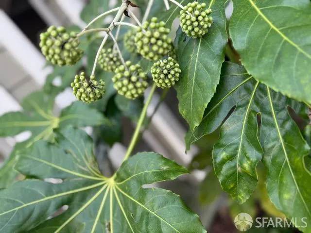 $978,000 | 415 Callippe Court, Brisbane, CA 94005