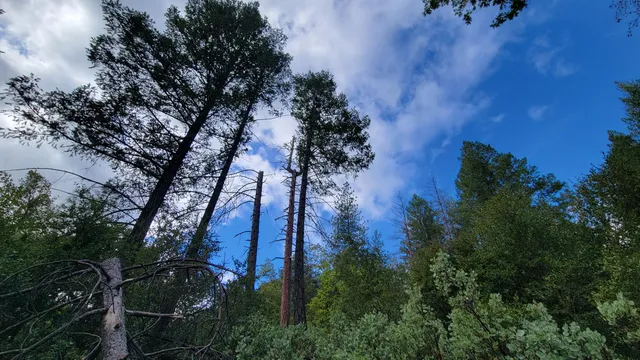 a view of a backyard