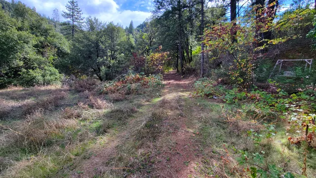 a view of a forest with trees in the background