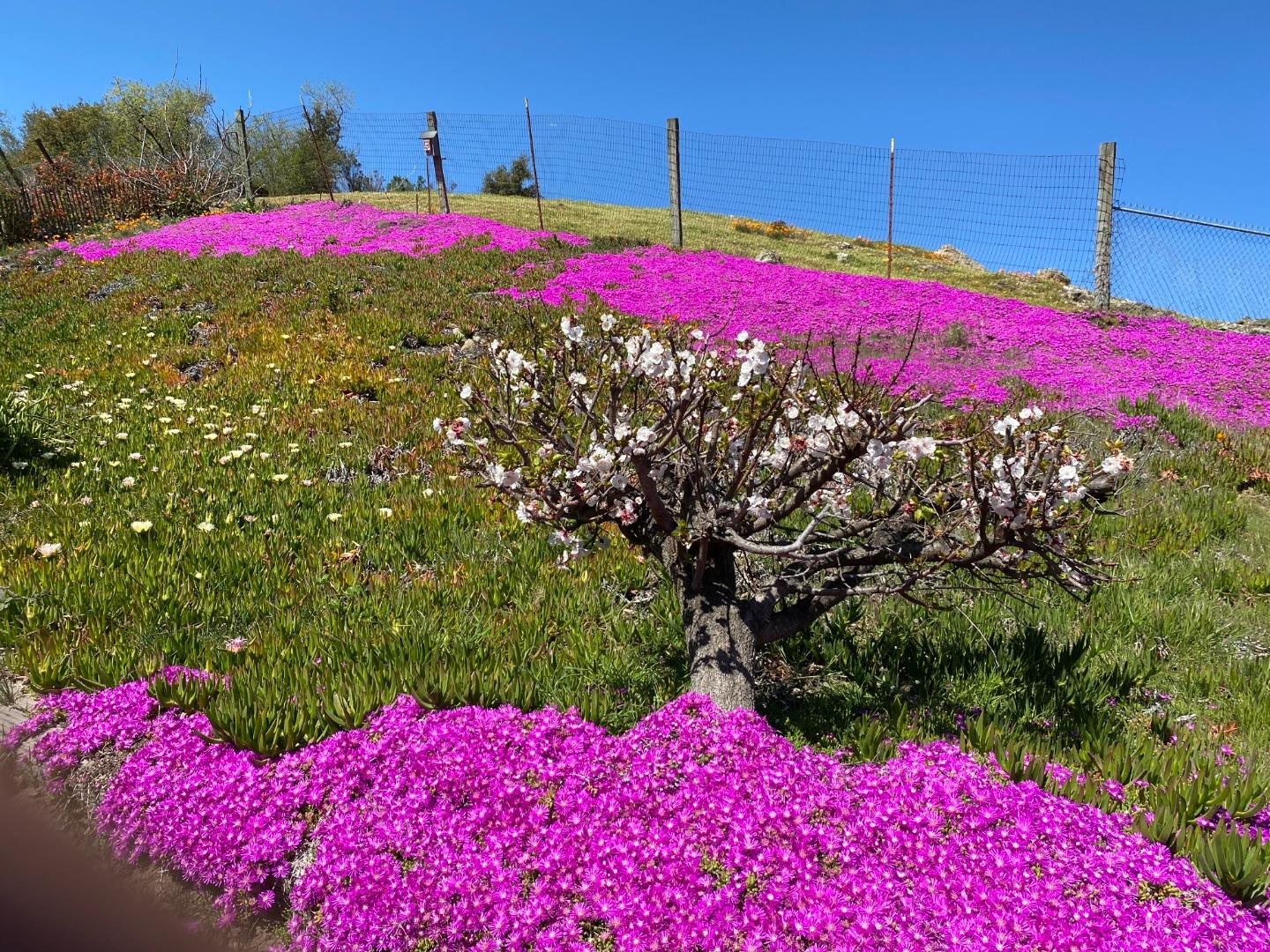 3463 Calaveras Road Milpitas, CA 95035 - Photo 5 of 14 a view of a yard