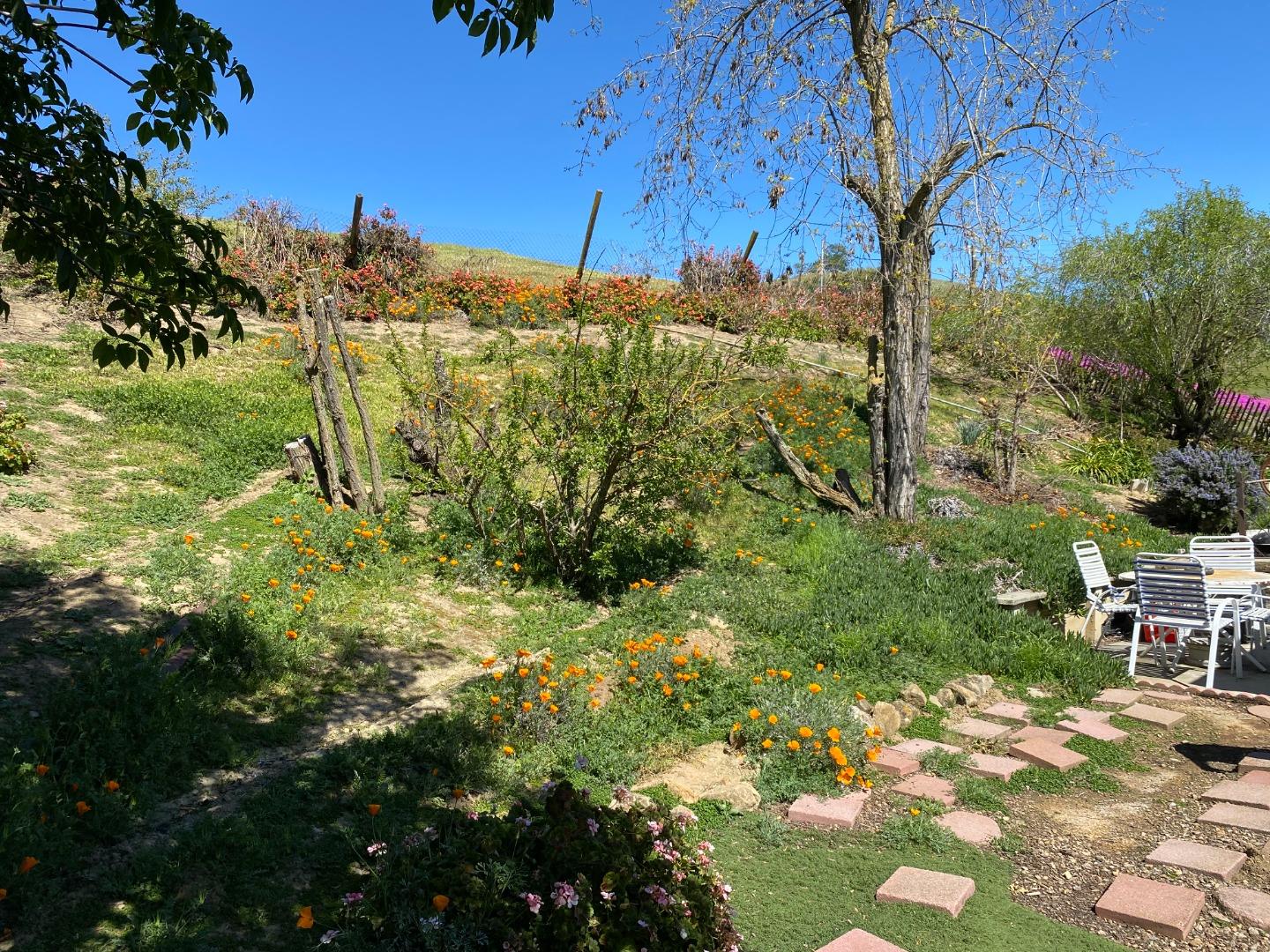 3463 Calaveras Road Milpitas, CA 95035 - Photo 6 of 14 a view of a yard with plants and large trees