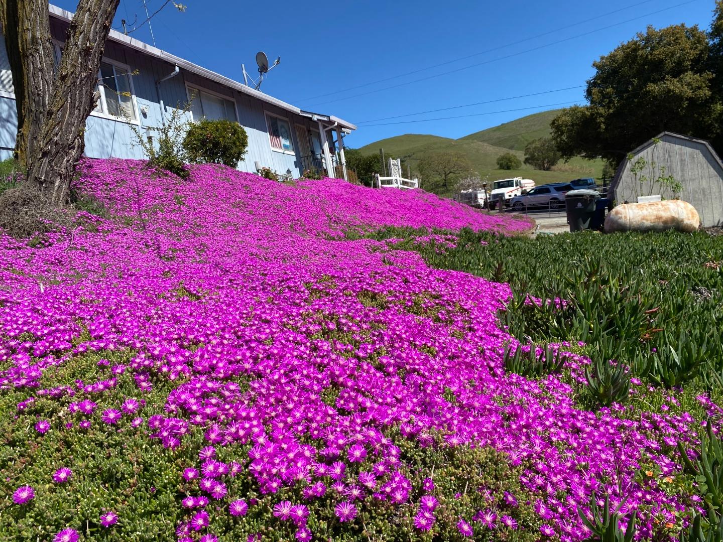 3463 Calaveras Road Milpitas, CA 95035 - Photo 8 of 14 a view of a house with a yard and garden
