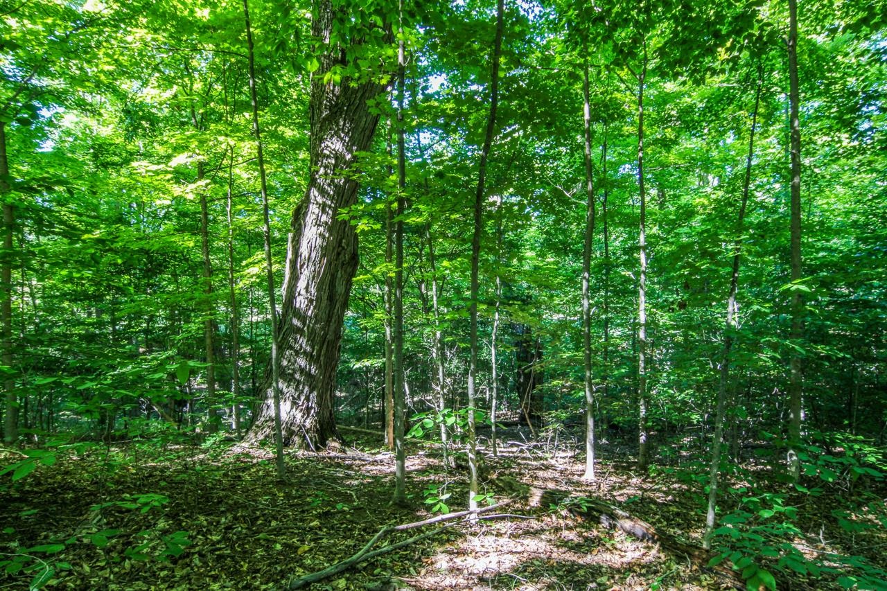 A5 Wallaker Road, Unit LOT: A5 Benzonia, MI 49616 - Photo 13 of 18 Gallery Image 13