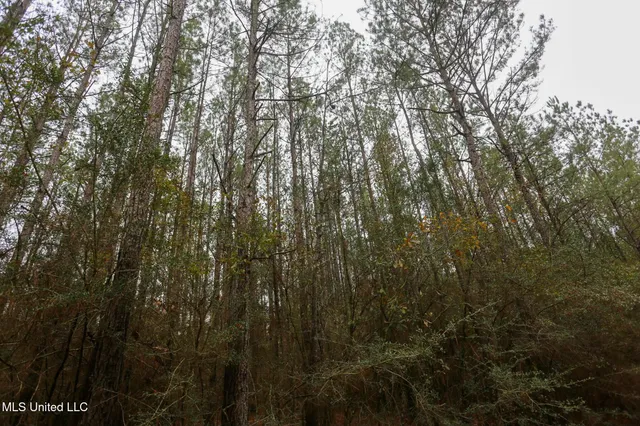 $658,300 | D A Dyess Road, Carson, MS 39427