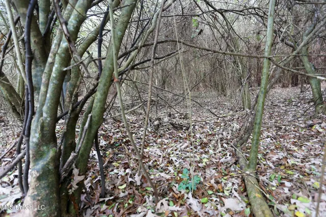 $658,300 | D A Dyess Road, Carson, MS 39427