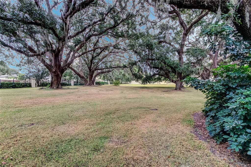 1138 Hillhurst Drive Wesley Chapel, FL 33543 - Photo 45 of 65 a view of dirt yard with a large tree