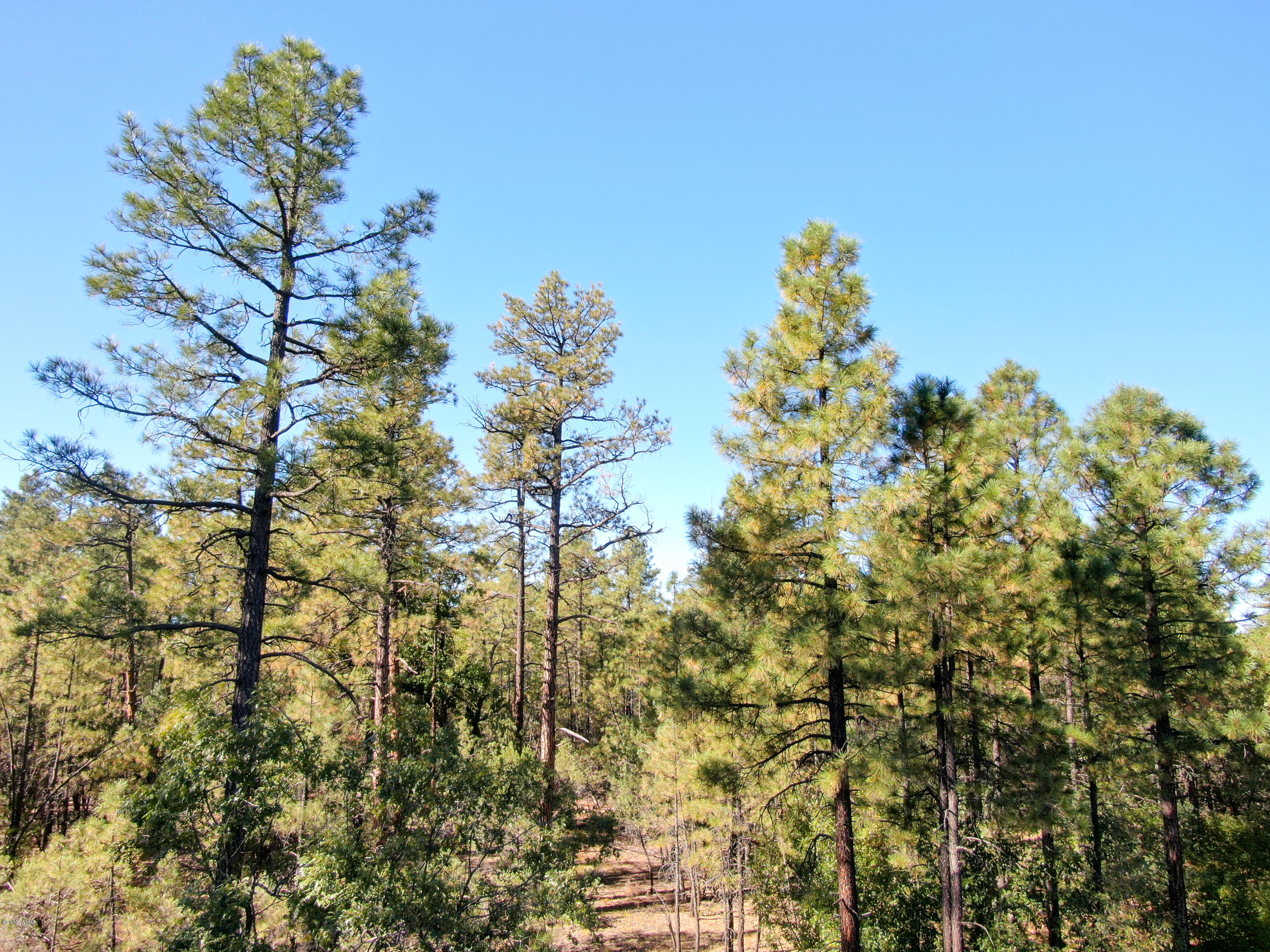 5-acres Rim Spur Lakeside, AZ 85929 - Photo 1 of 8