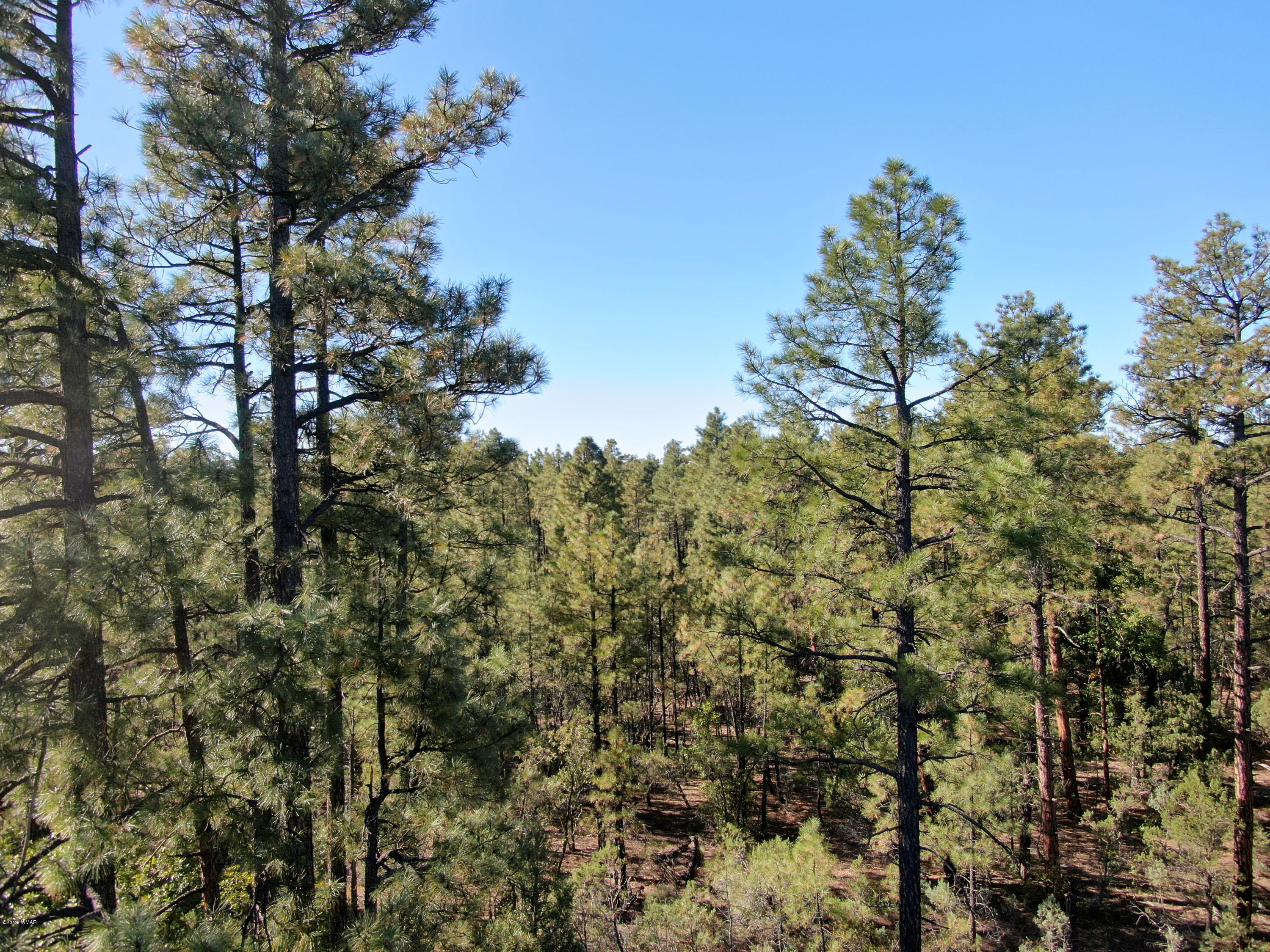 5-acres Rim Spur Lakeside, AZ 85929 - Photo 6 of 8