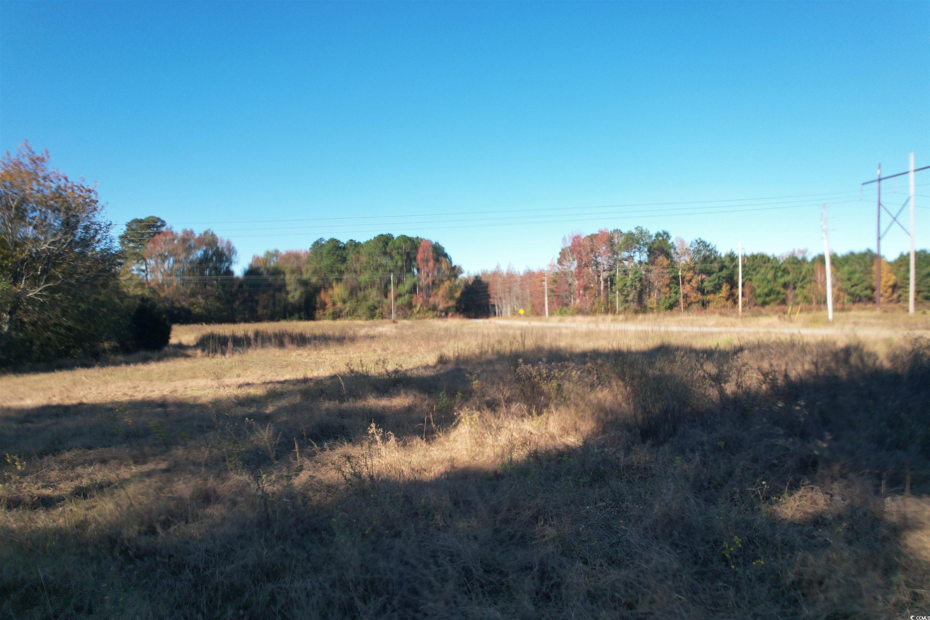 Tbd Carroll Road Latta, SC 29565 - Photo 2 of 10 View of local wilderness