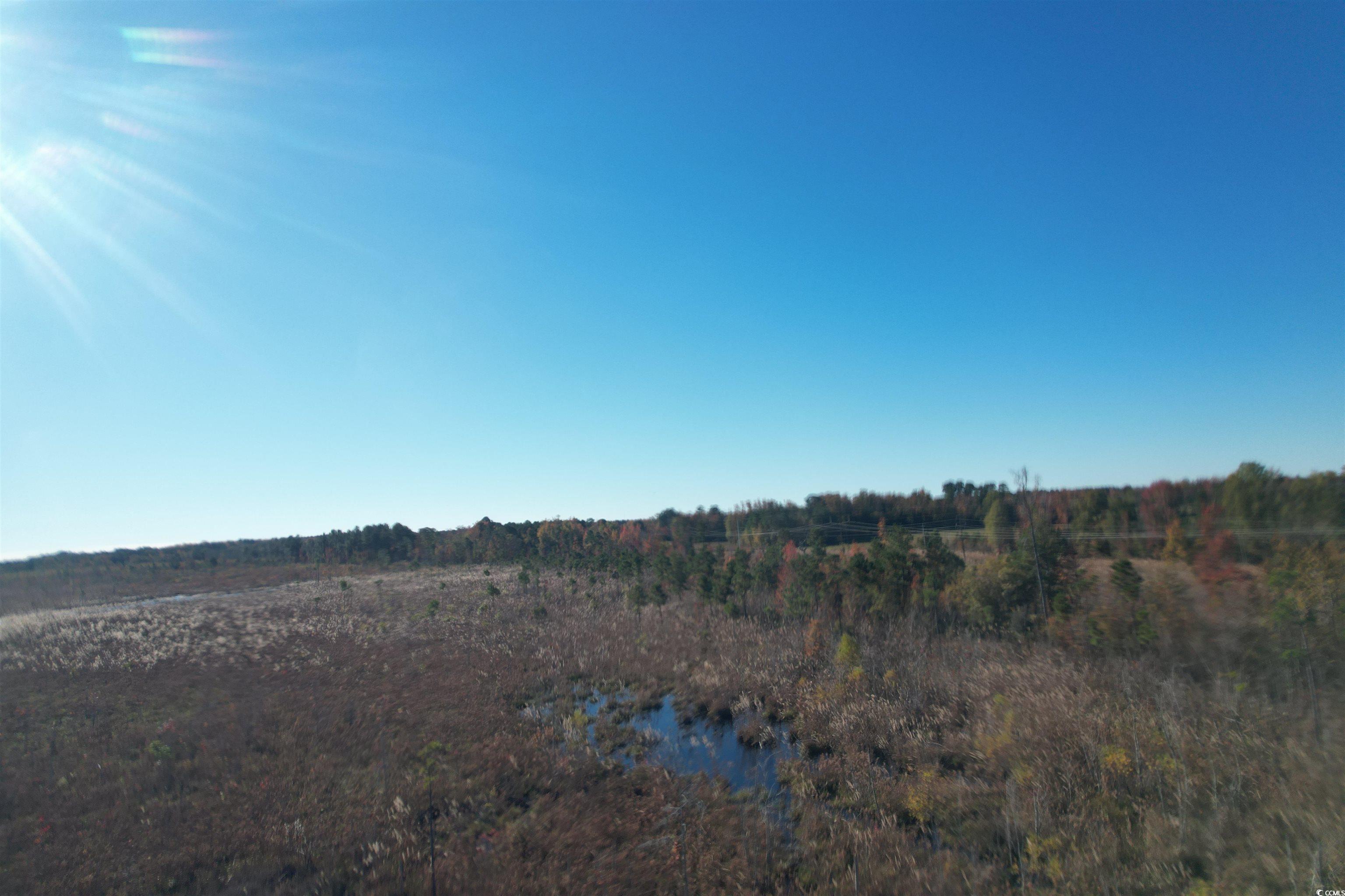 Tbd Carroll Road Latta, SC 29565 - Photo 9 of 10 View of undeveloped land