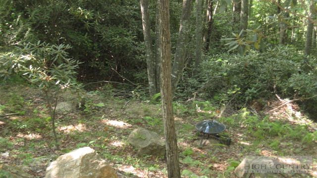 155 Sassafrass Road Beech Mountain, NC 28604 - Photo 3 of 5 a view of a forest that has a tree