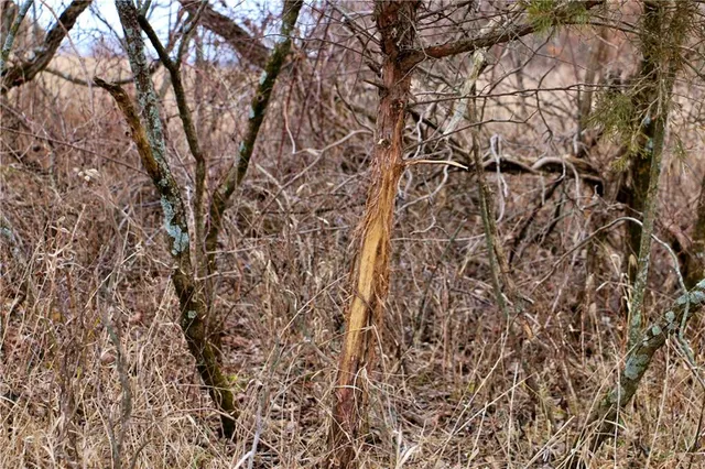 $919,800 | Rodeo Avenue, Brunswick, MO 65236