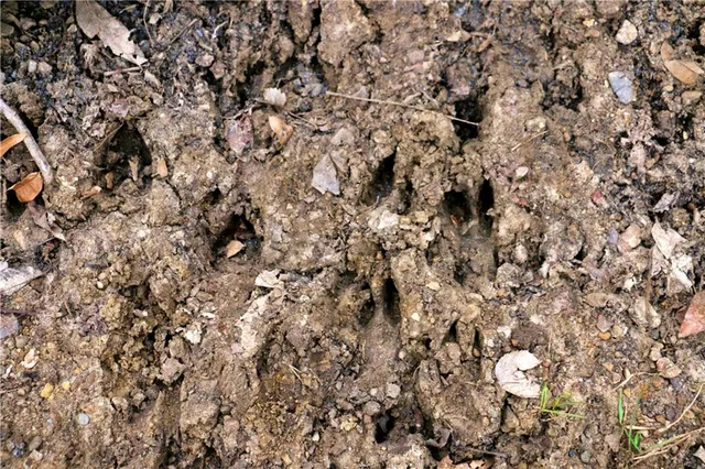 $919,800 | Rodeo Avenue, Brunswick, MO 65236