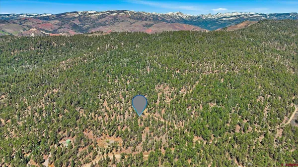 a view of a forest with a mountain