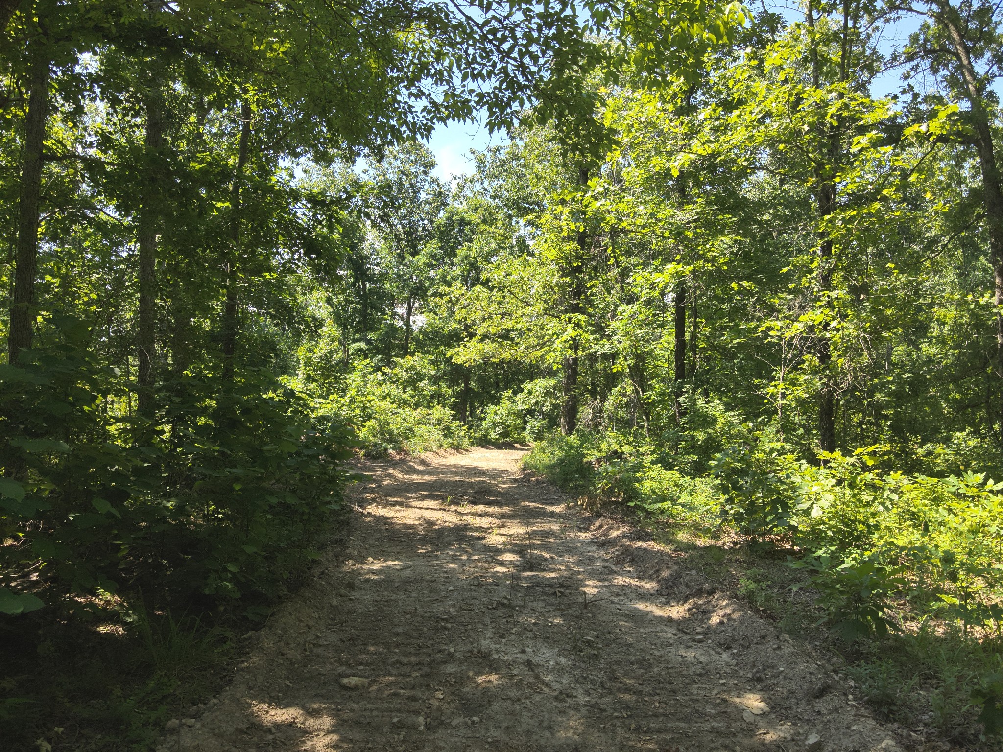 0 Bear Creek Road Waverly, TN 37185 - Photo 23 of 35 a view of a tree with a tree