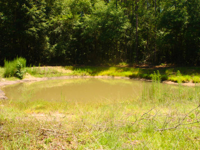 7479 Parkers Ferry Road Adams Run, SC 29426 - Photo 6 of 13 DSC00006