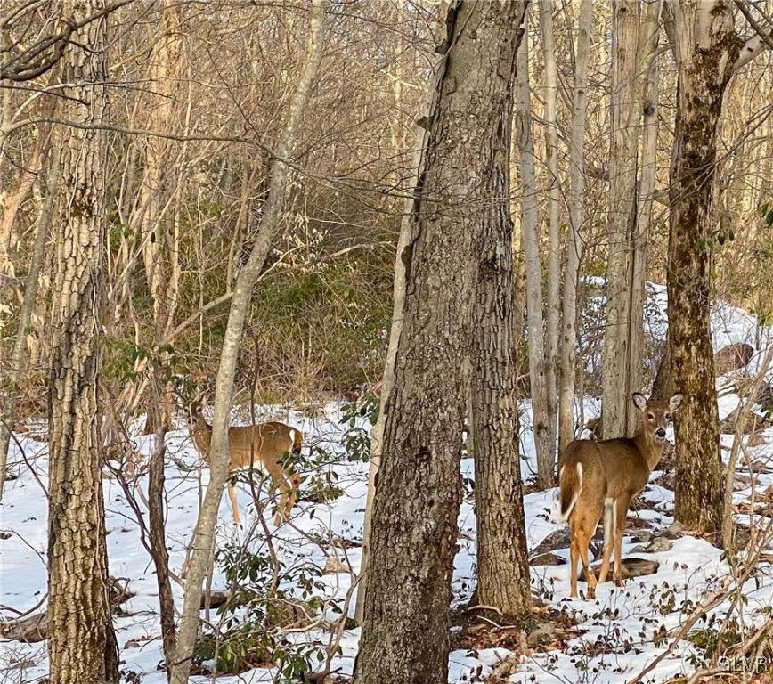 Sandalwood Road, Unit 172 Jim Thorpe, PA 18229 - Photo 4 of 5