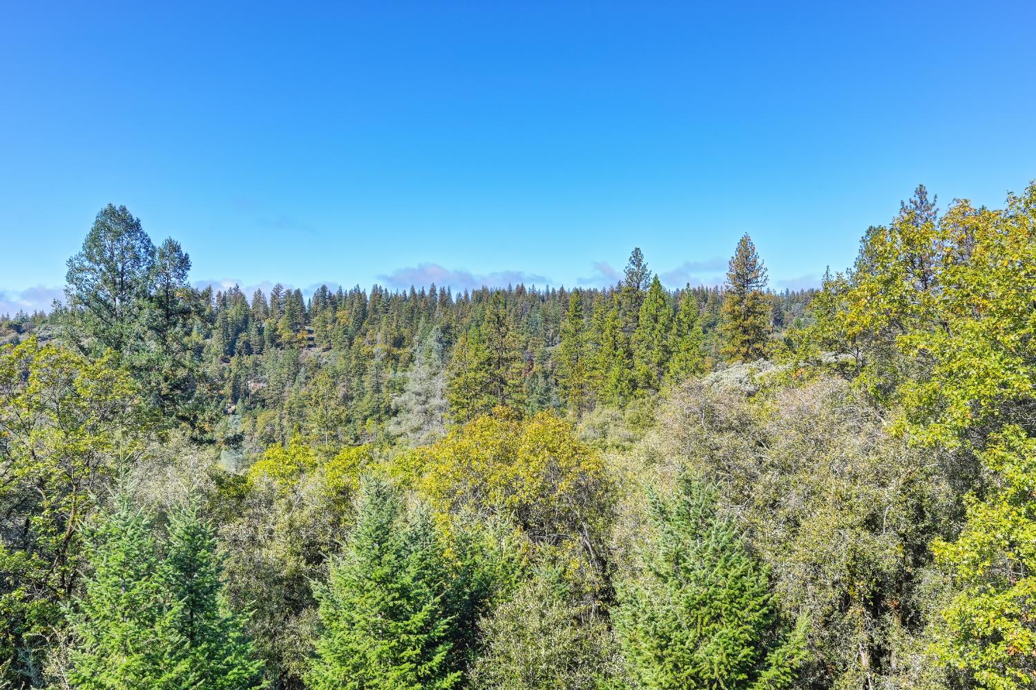 19740 Wedemeyer Place Applegate, CA 95703 - Photo 51 of 59 a view of a big yard with large trees
