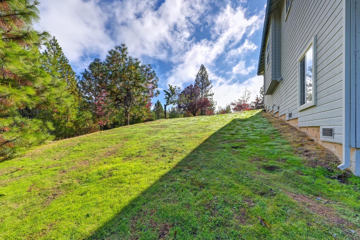 19740 Wedemeyer Place Applegate, CA 95703 - Photo 53 of 59 a view of a yard with an trees
